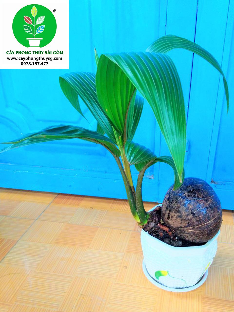 Dừa Bonsai Kiểng văn phòng