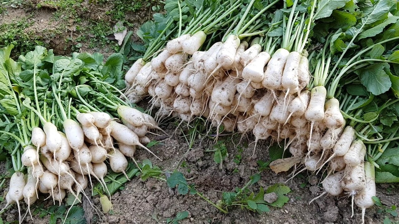 Hạt Giống Củ Cải Altari Hàn Quốc