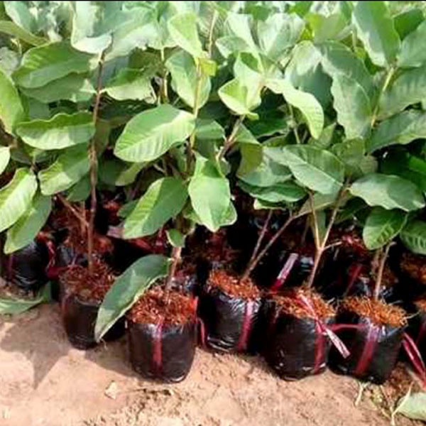 Cây Giống Ổi RuBy Siêu Sớm (3 tháng cho trái)
