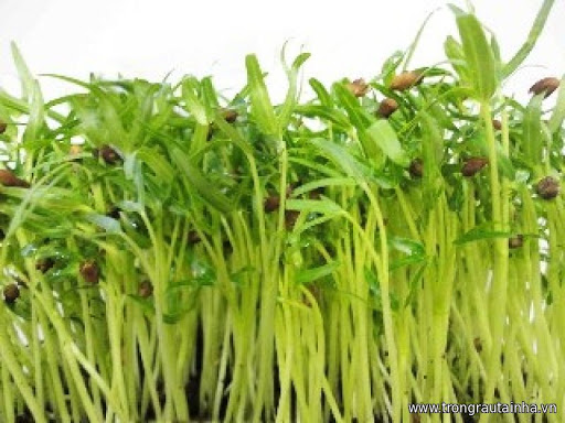 Hạt Giống Mầm Rau Muống - 50 gram
