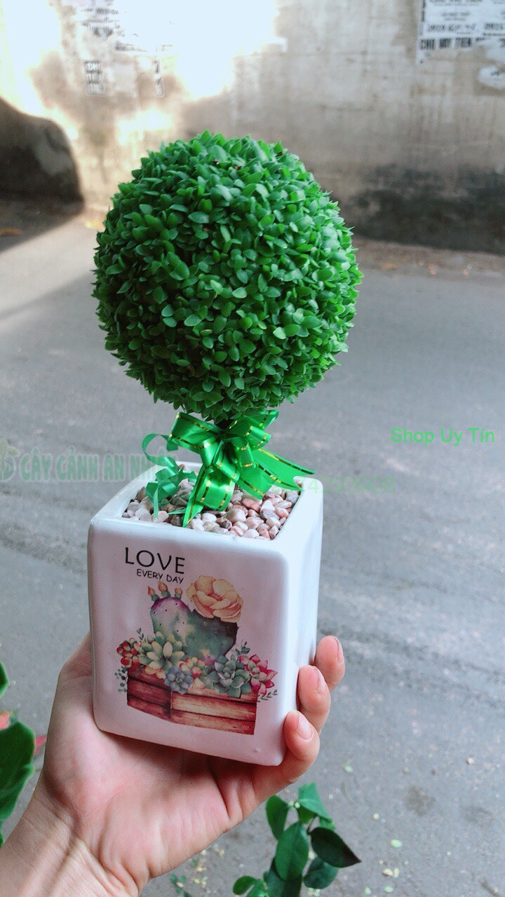 Chậu Cây May Mắn
