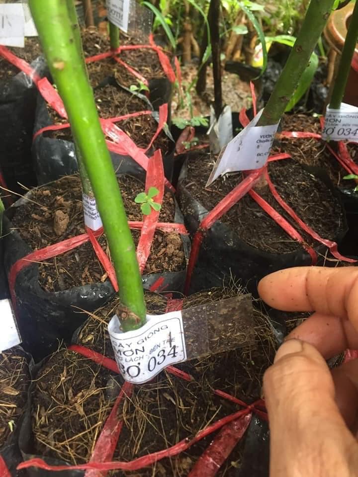 cây giống bơ 034 ghép siêu sớm (18 tháng cho trái ) (cây giống đối chứng )