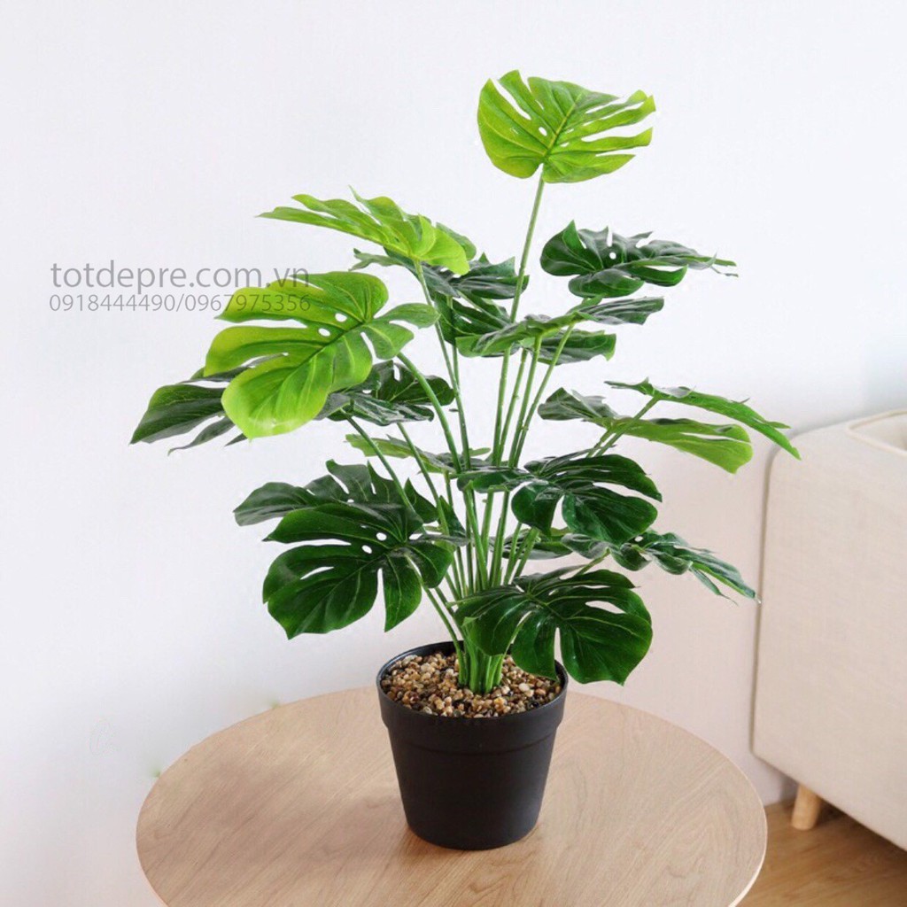 Cây lá rùa decor cỡ lớn - cây giả cao cấp