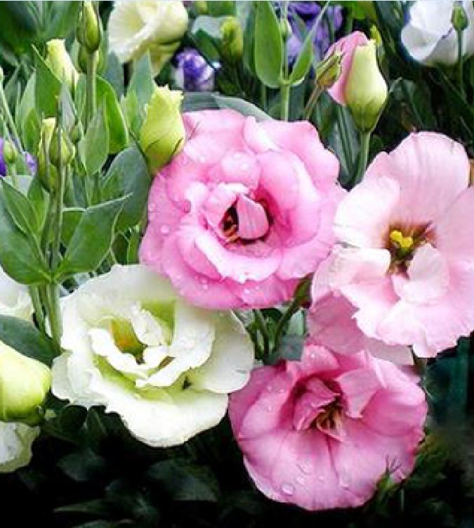 "Gói 5 "Hạt giống hoa cát tường mix màu [Seeds]