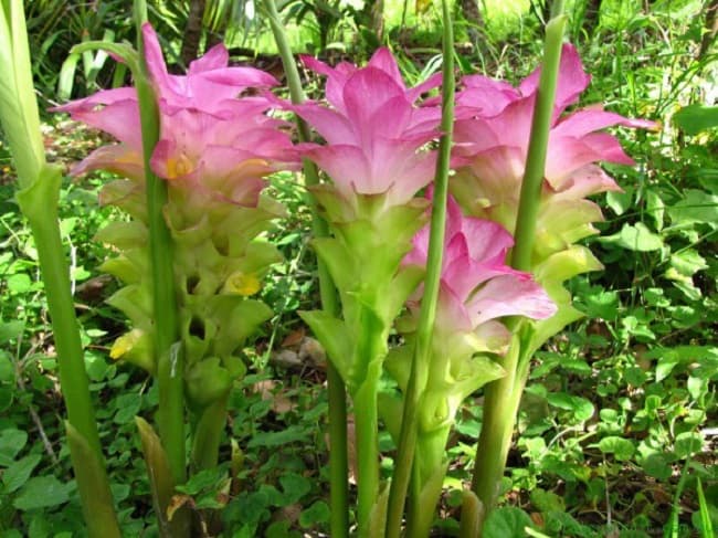cây nghệ trắng rừng (giống)