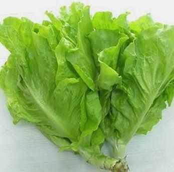 Hạt giống xà lách cao sản