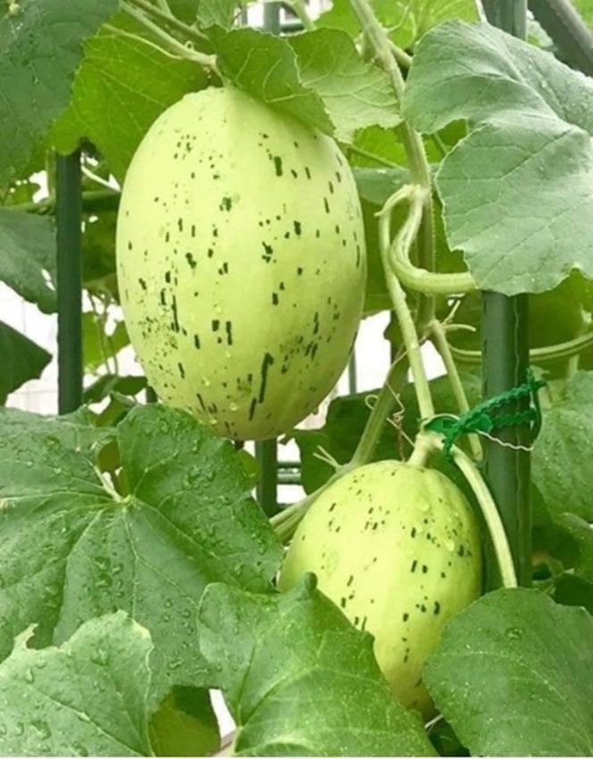Hạt giống Dưa lê da ếch