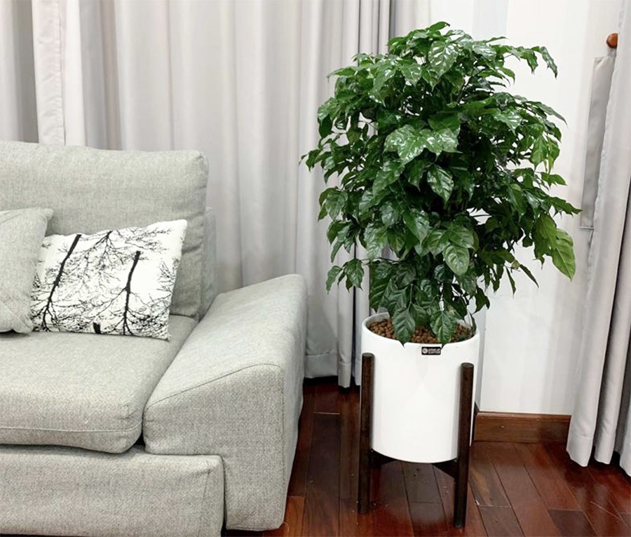 Cây hạnh phúc cao 1m1 - cây nội thất phong thuỷ