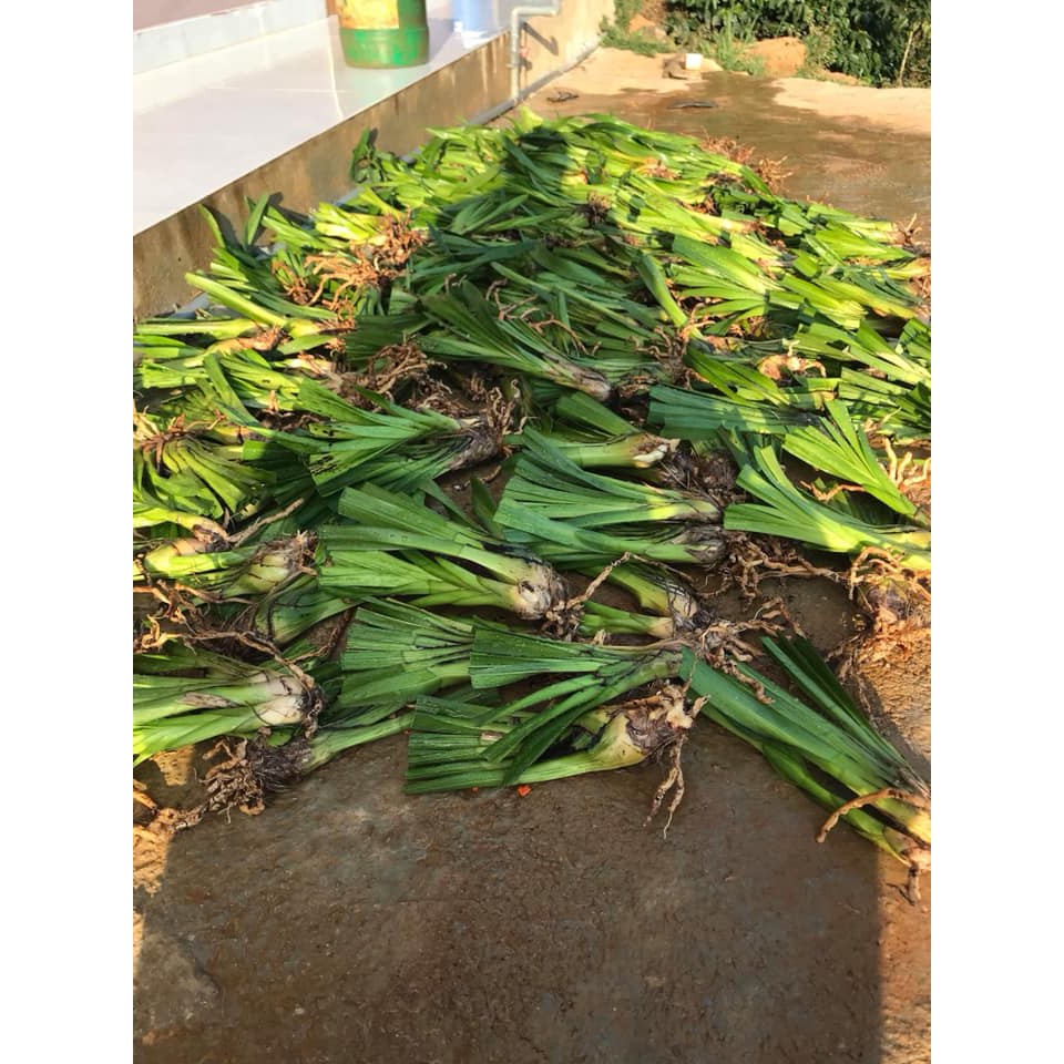Củ Giống Hoa Địa Lan Santo hoa màu Xanh ( 1 củ  )