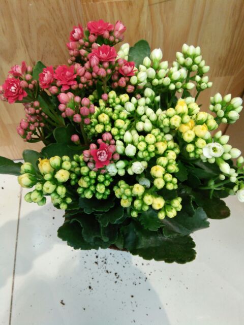 Hạt giống hoa sống đời mix ( tặng phân bón kích mầm ) .