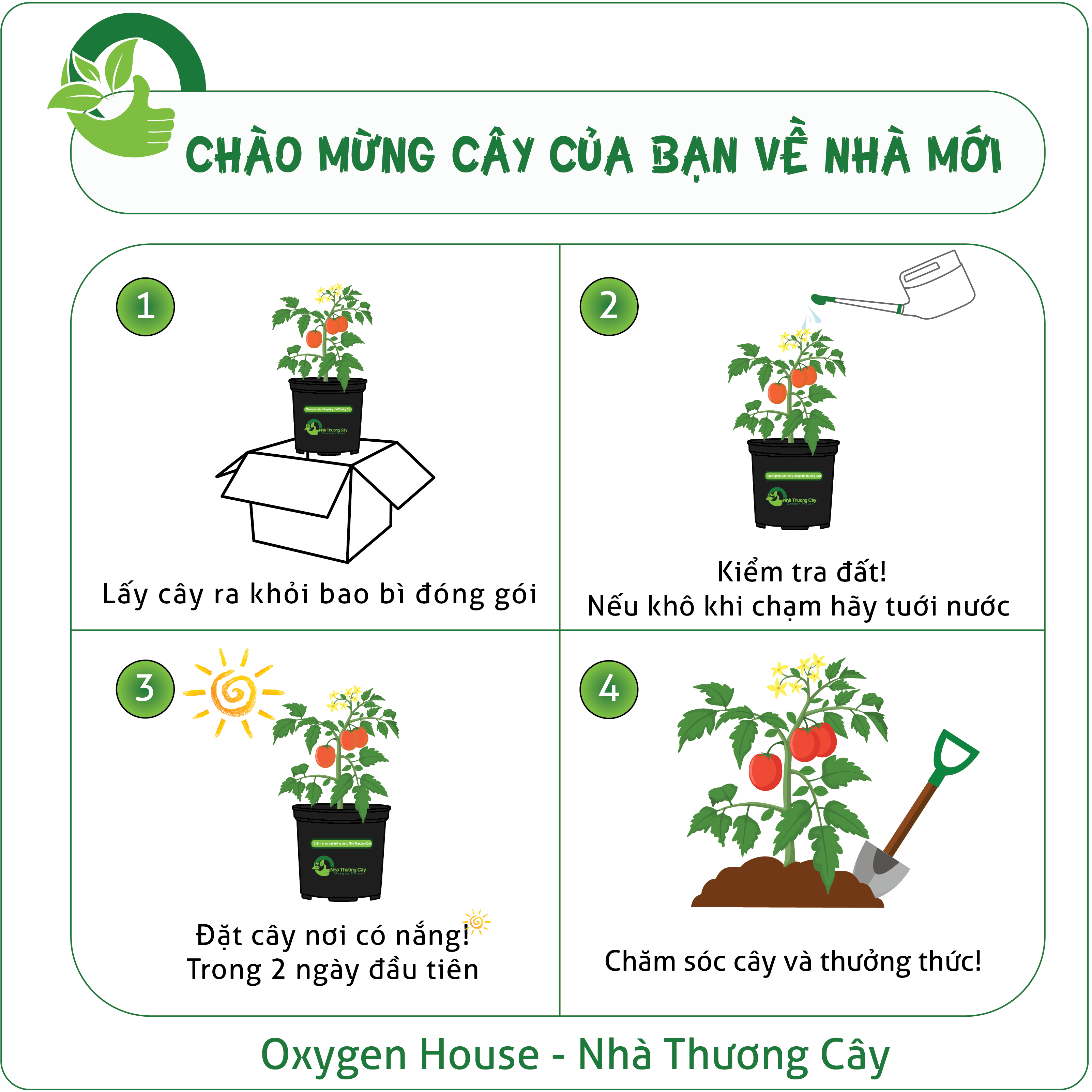 Cây gia vị | Cây cỏ ngọt | Stevia
