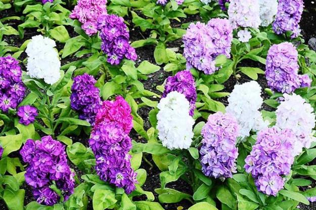 Hạt giống hoa Hoàng Anh mix  màu - ( 50 hạt/gói )