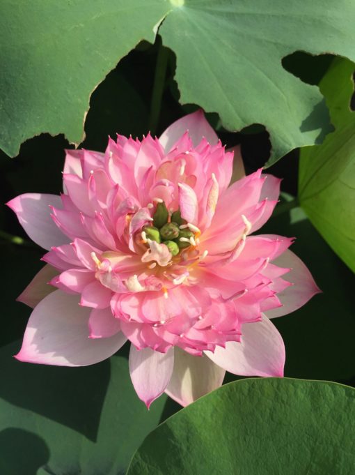 Củ Sen Giống Lucky Pink 1