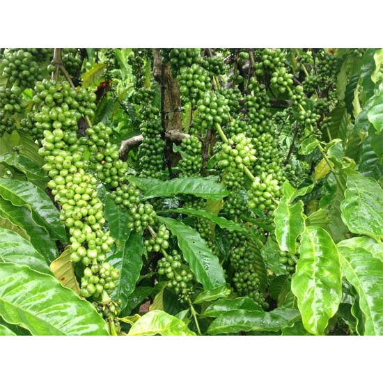Cây giống cà phê giống siêu trái + siêu sớm