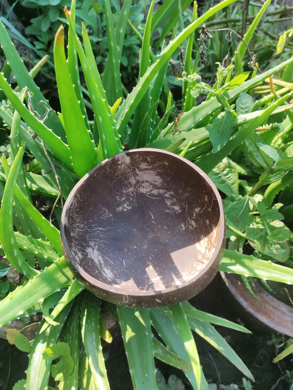 Chén Gáo Dừa - Coconut Bowl