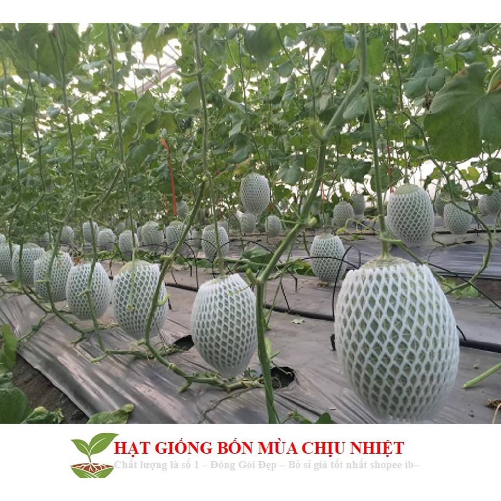 11B Hạt Giống Dưa Lưới Lõi Vàng Oval (10 Hạt)