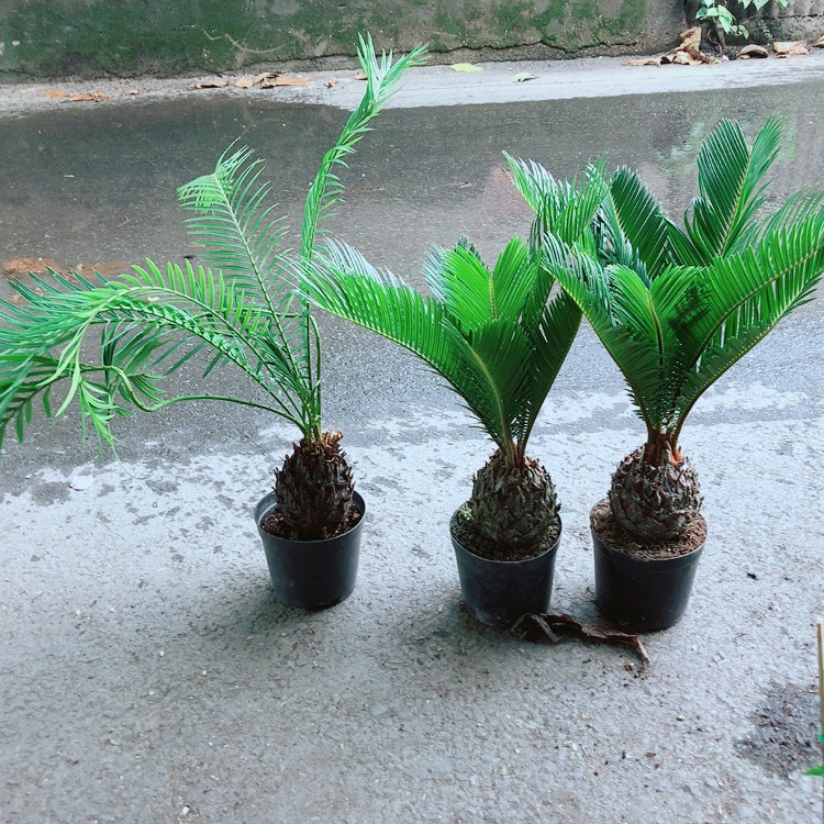 Thiên tuế 40cm giá 140k/chậu