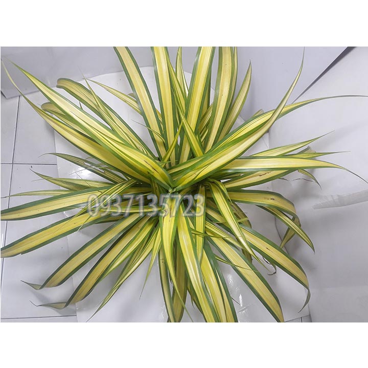 [HCM]CÂY DỨA SỌC VÀNG -DỨA THÁI-DỨA VẠN PHÁT