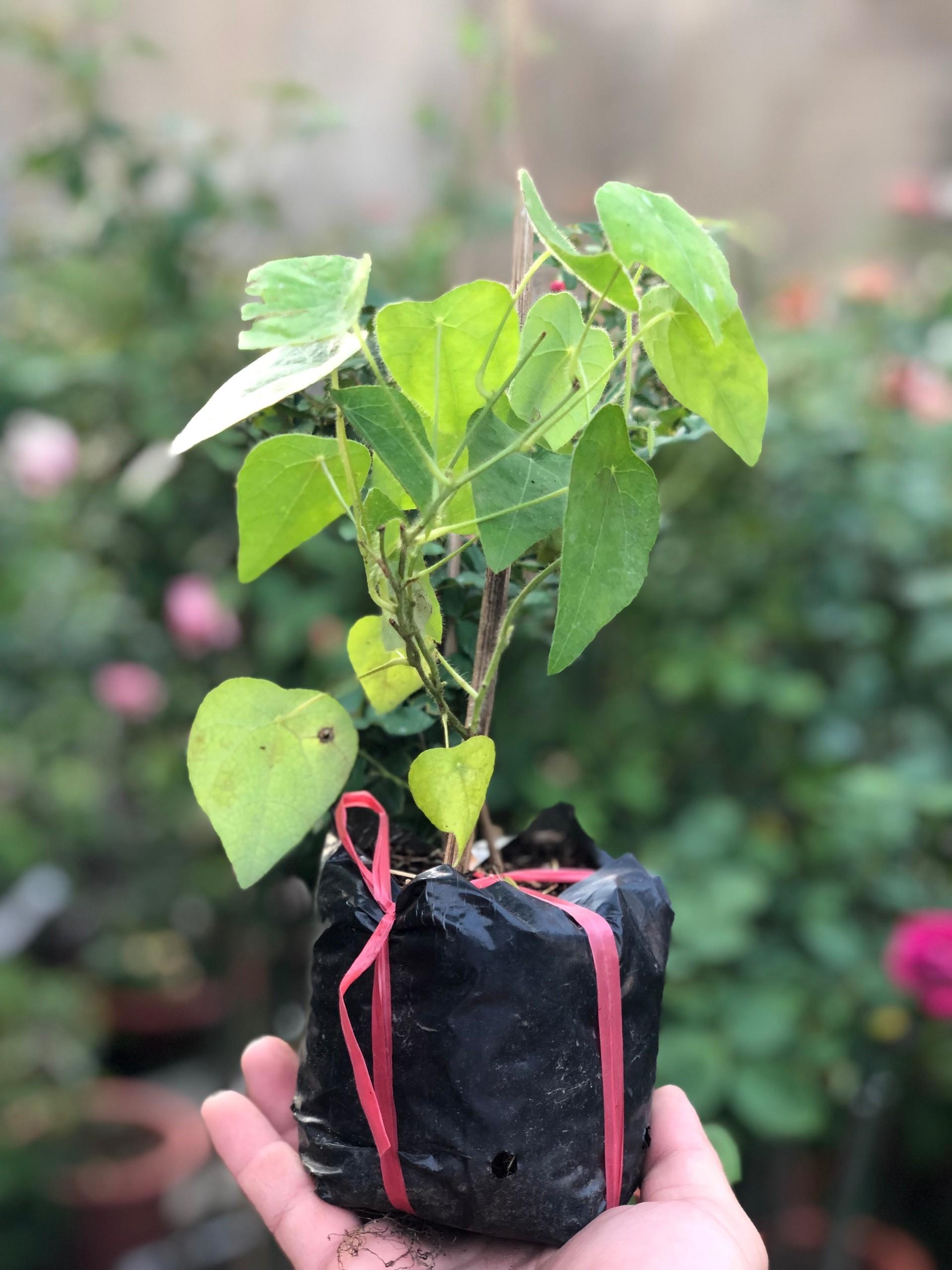 Furry Ginseng Seeds - 30 Seeds/Pack