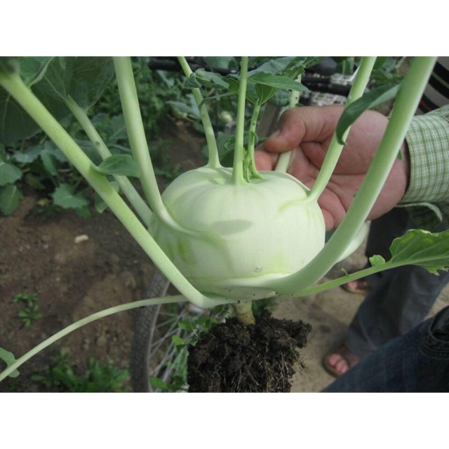 Hạt giống su hào mơ xanh nk thái lan