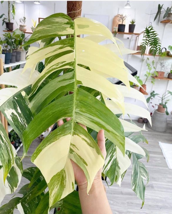 Trầu Bà Lá Xẻ Var (Pinnatum Albo)