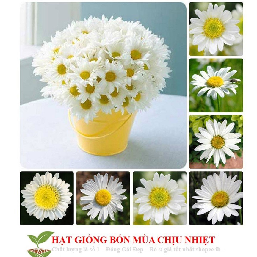 MA4A GÓI 50 Hạt Giống Hoa Cúc Chi Trắng - 60cm ĐẾN MÙA TRỒNG TẾT