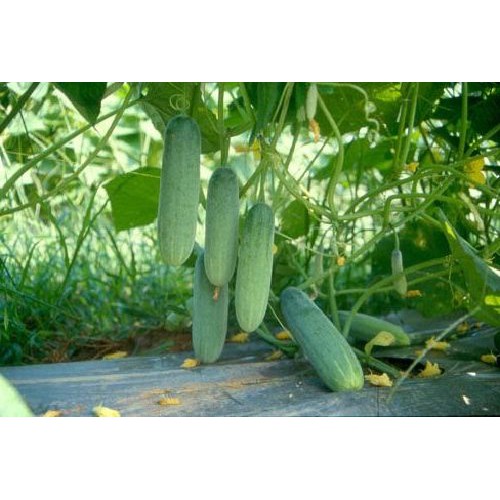 11F Hạt Giống Dưa Leo F1 Dễ Trồng, Giòn Ngọt 10 HẠT DƯA CHUỘT NẾP TA