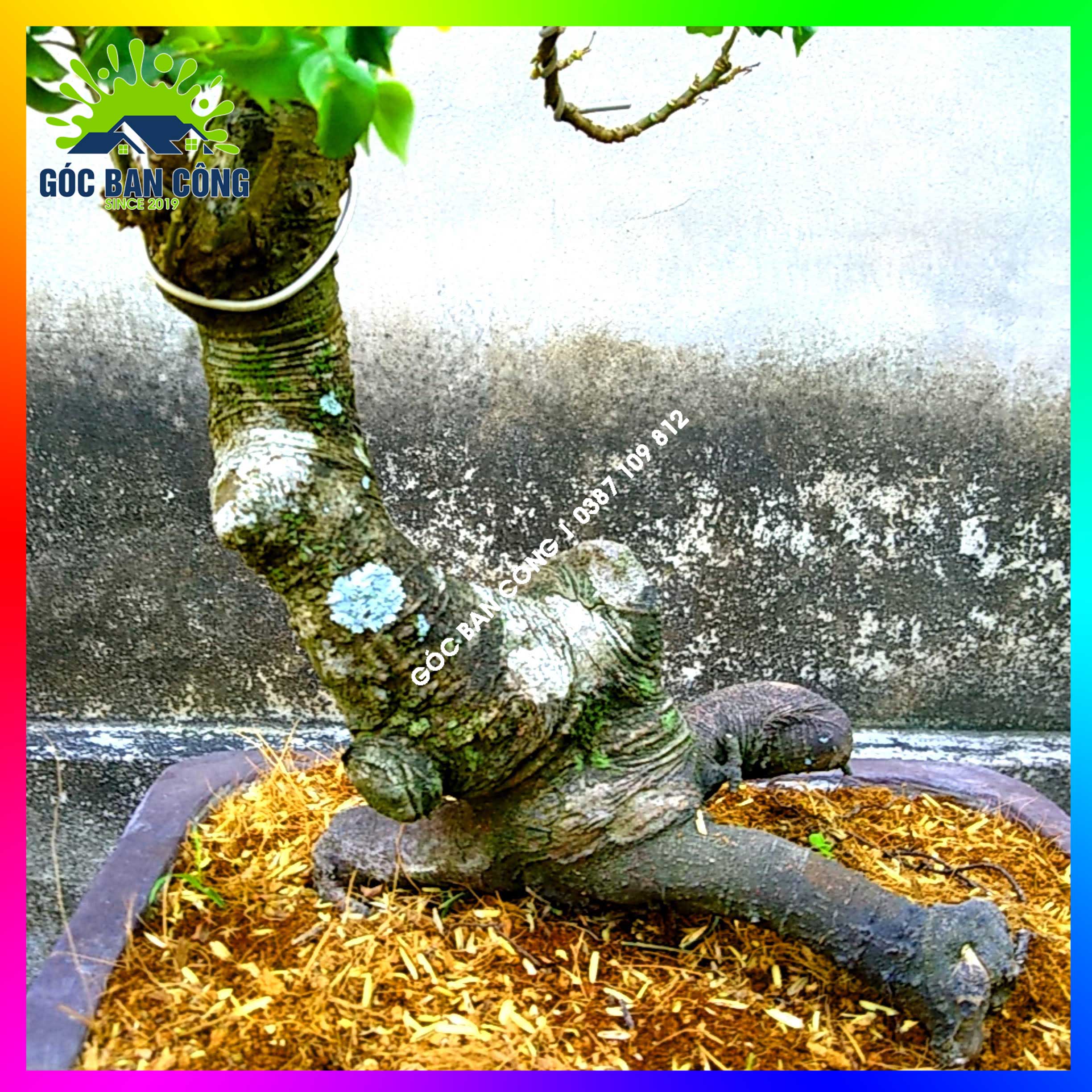 Cây Khế Bonsai Mini Gốc Quái - KBS21