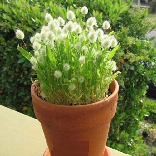 Hạt giống cỏ đuôi thỏ - 1 gói 100 hạt