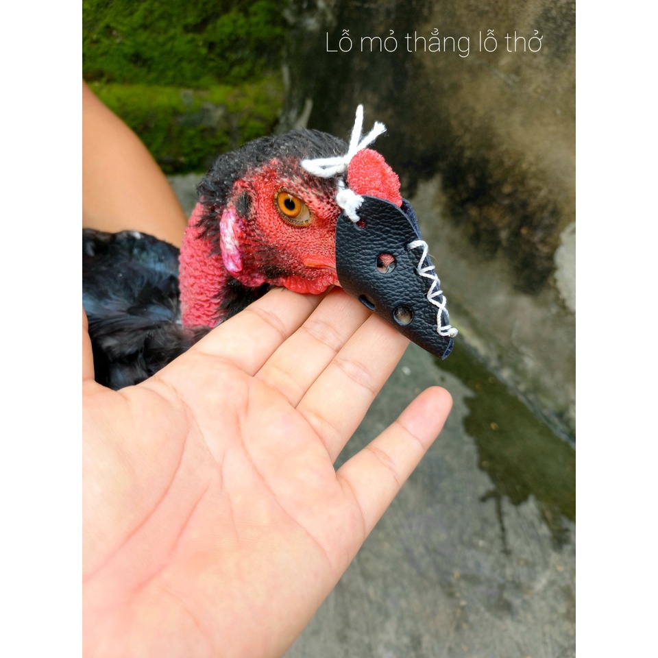 Combo 2 Bịt Mỏ Gà Chọi Chất Liệu Da Dày Cao Cấp PK VAC