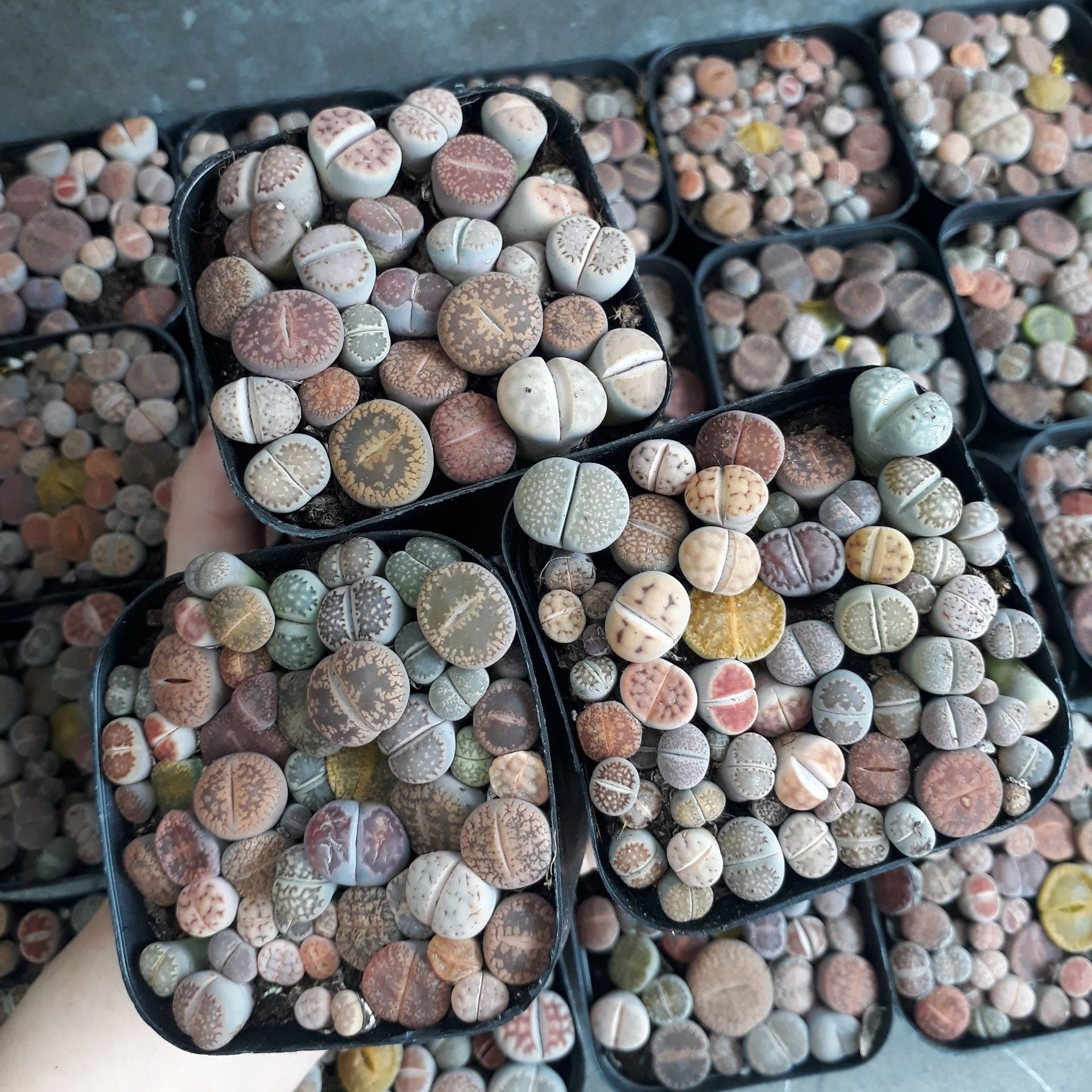 Sen mông chậu vuông Mix đủ màu/đủ loại (Sen Mông/Lithops/Thạch Lan)
