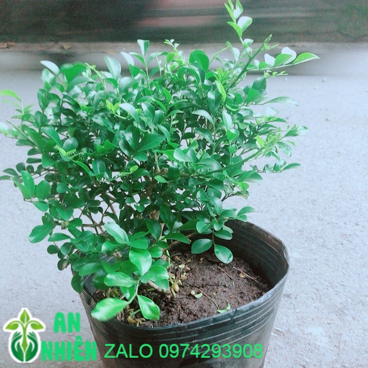 Cây Nguyệt Quế Lá Nhỏ