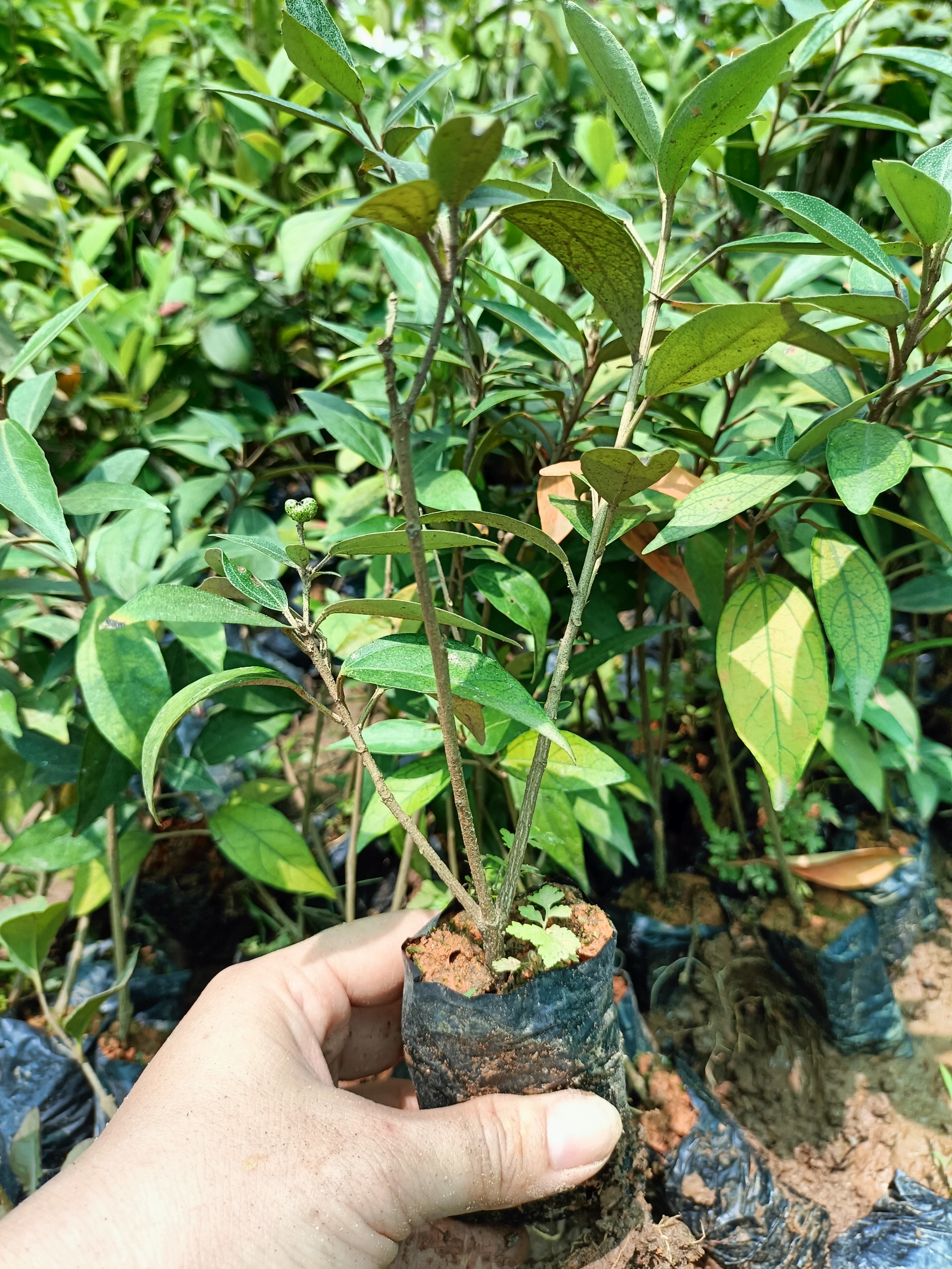 Combo 3 cây giống khổ sâm