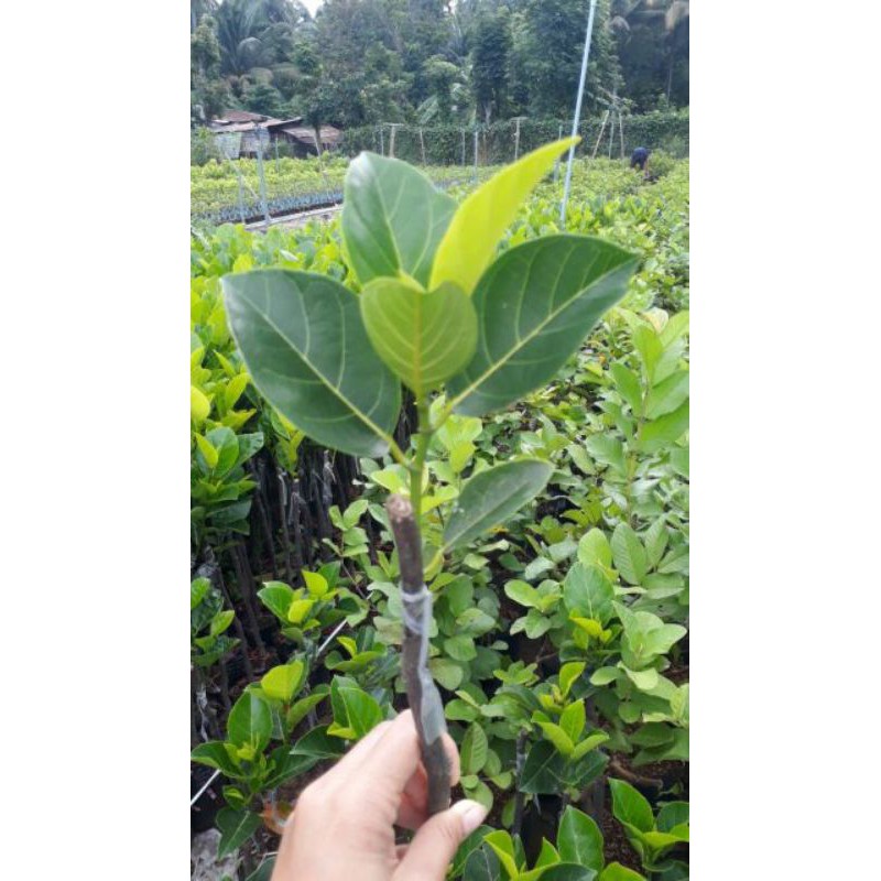 Cây mít nghệ