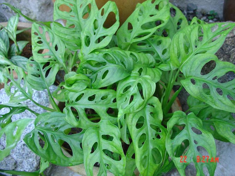 Trầu Bà Lỗ - Chậu Cây Cảnh