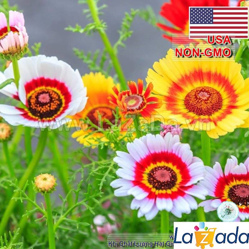 1GR 420.HAT Hạt Giống Hoa Cúc Chi Mix Màu (KD| -KD: B27*V45*M193)