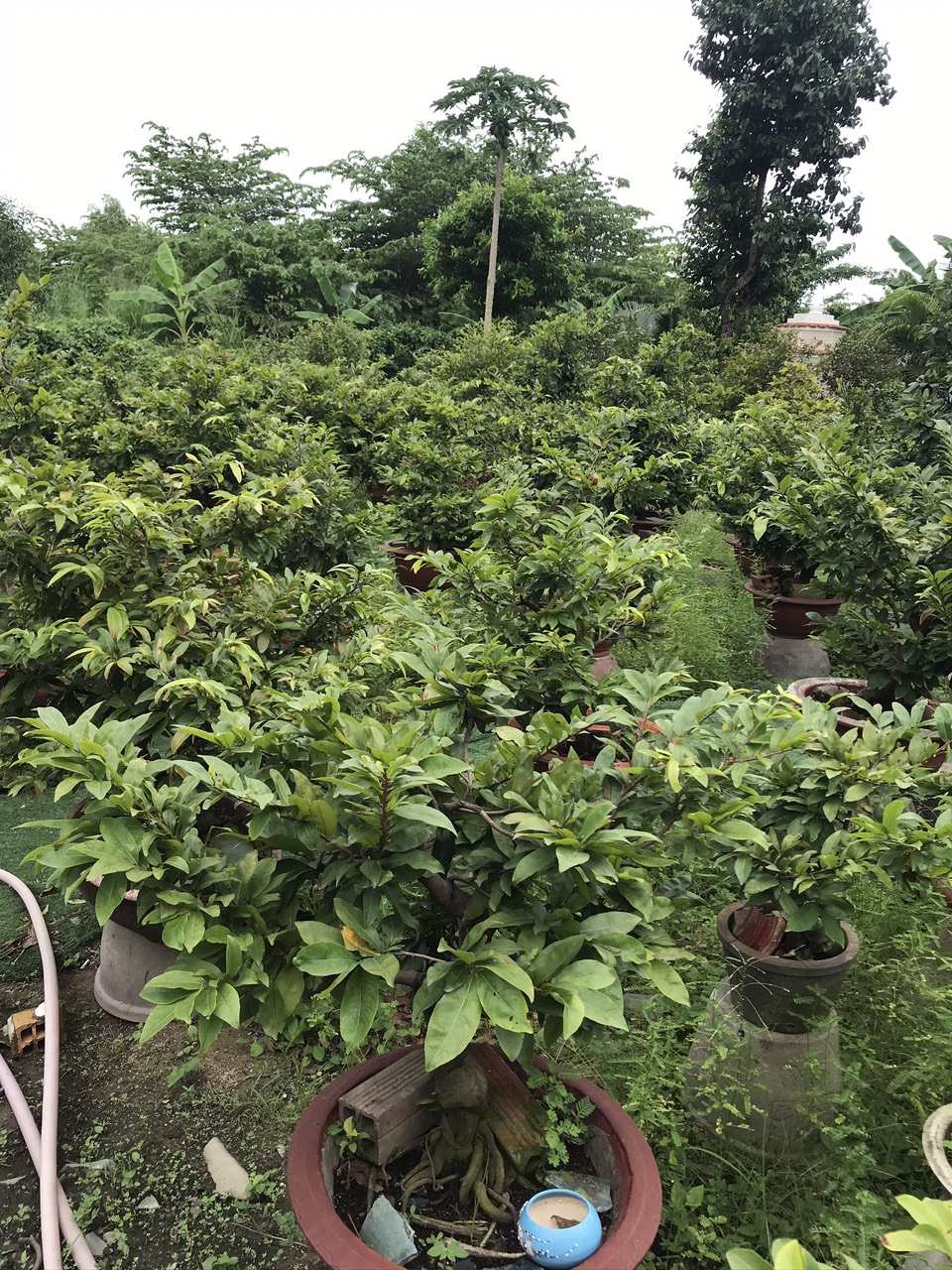 Phân bón Đạm Cá Hồi Can 5 lít