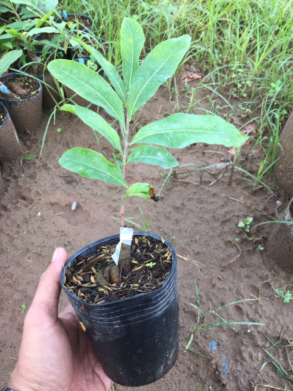 Mai Cúc Tiên Ông ( Cúc 7 Tầng )