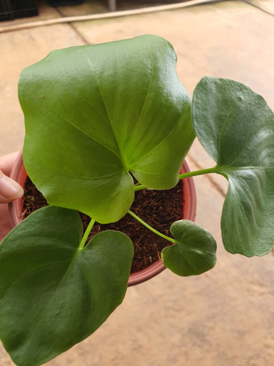 Trầu bà thanh xuân cây con