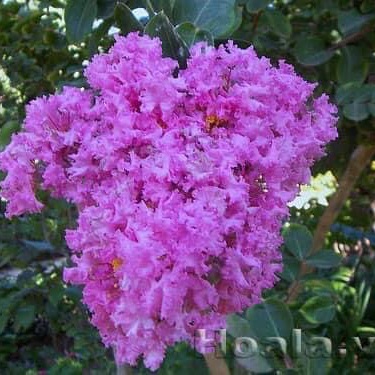 Cây giống hoa tường vy