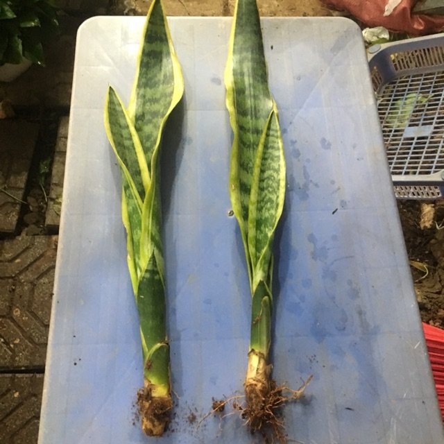 1 thân Cây lưỡi hổ giống rễ trần