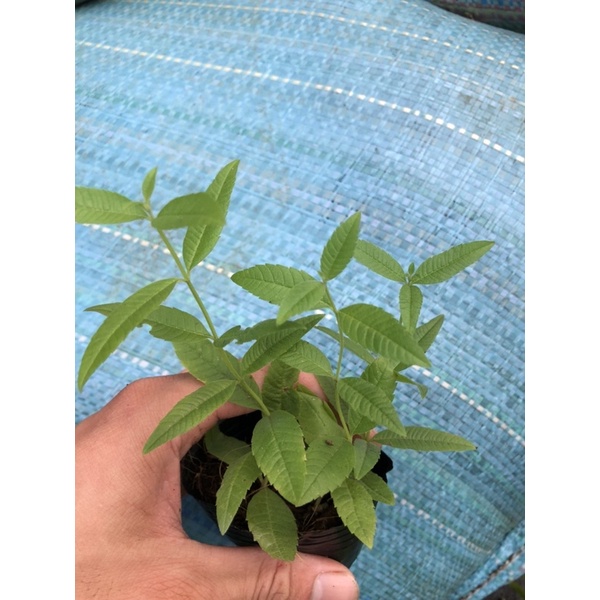 Cây Bạc Hà Sả Chanh Pháp - Lemon Verbena