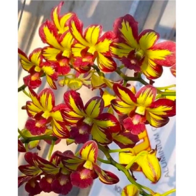 [HCM]Hoa lan dendro chớp vàng đỏ - 1 chậu (tỷ lệ xổ chớp) - Cây giống đẹp giá rẻ uy tín là vàng