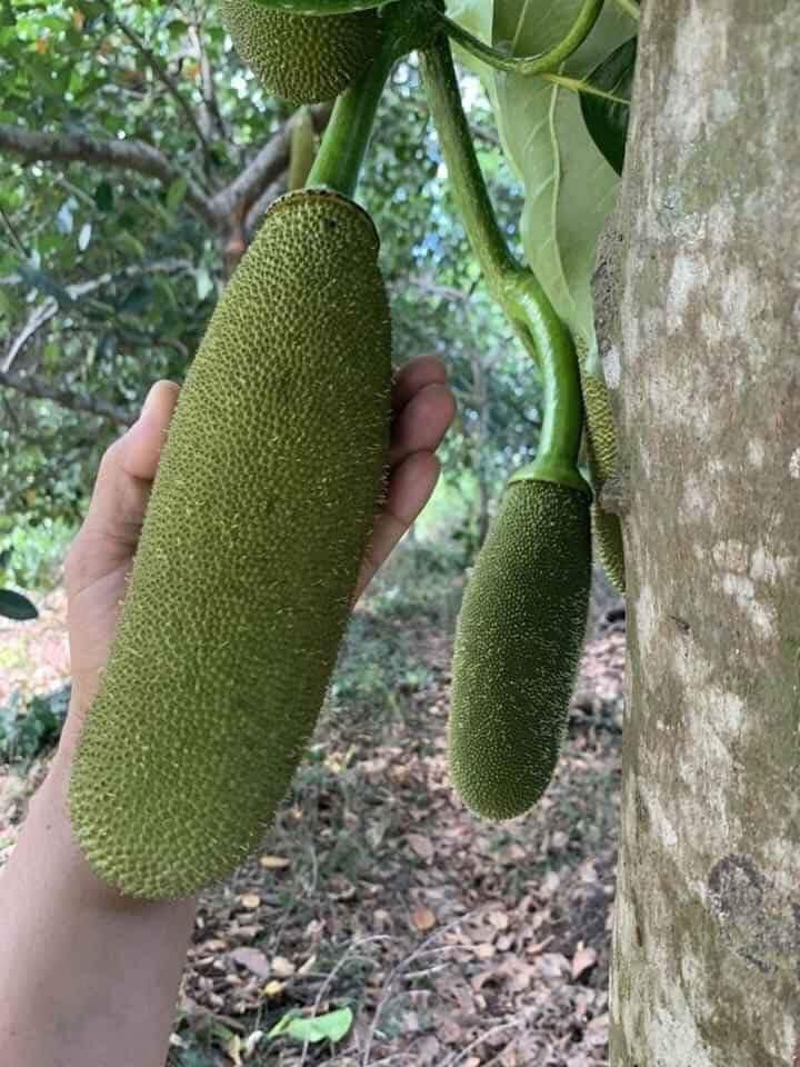 CÂY GIỐNG MÍT TRÁI DÀI MALAYSIA