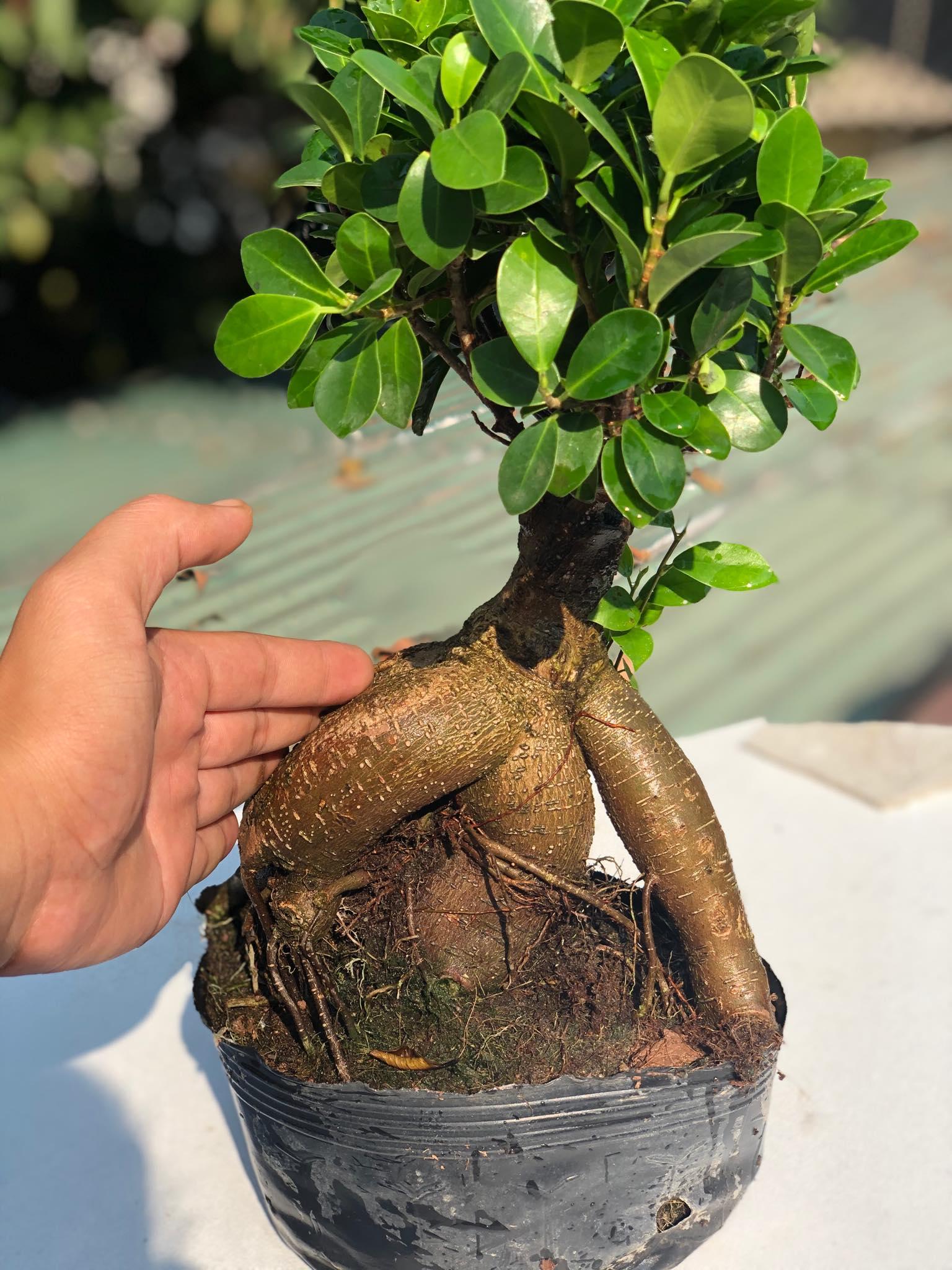 Cây bon sai si nhật 4