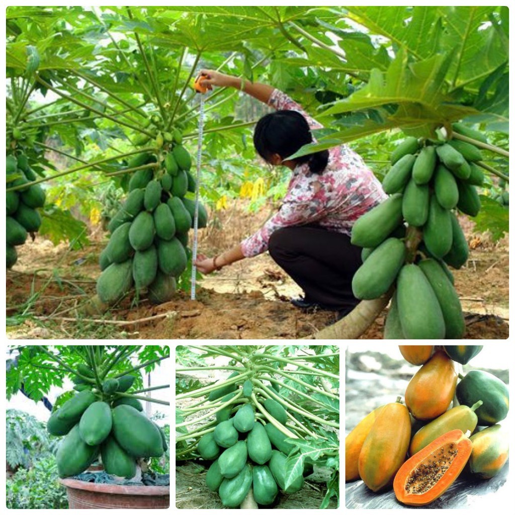 Hạt Giống Đu Đủ Lùn Quý Phi F1 Thái Lan Gói 5 Hạt