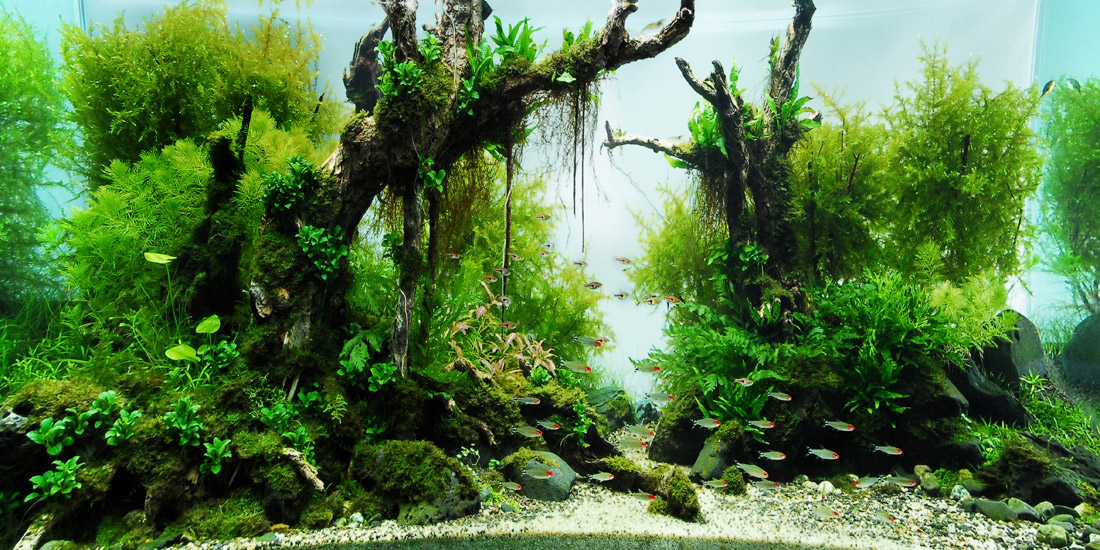 Tranh phông nền VTC dán hồ cá, bể thủy sinh Aqua-001 KT 90 x 45 cm