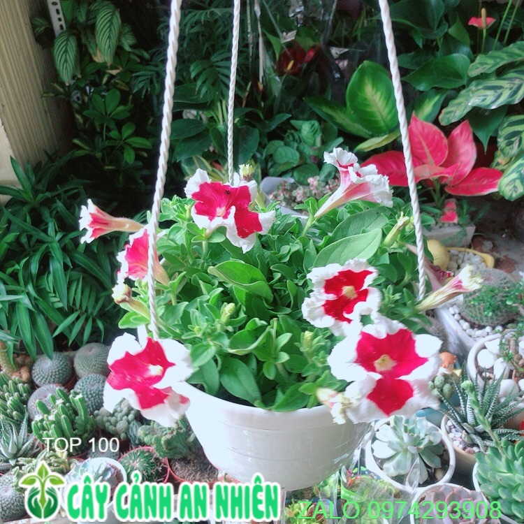 Chậu hoa dạ yến thảo