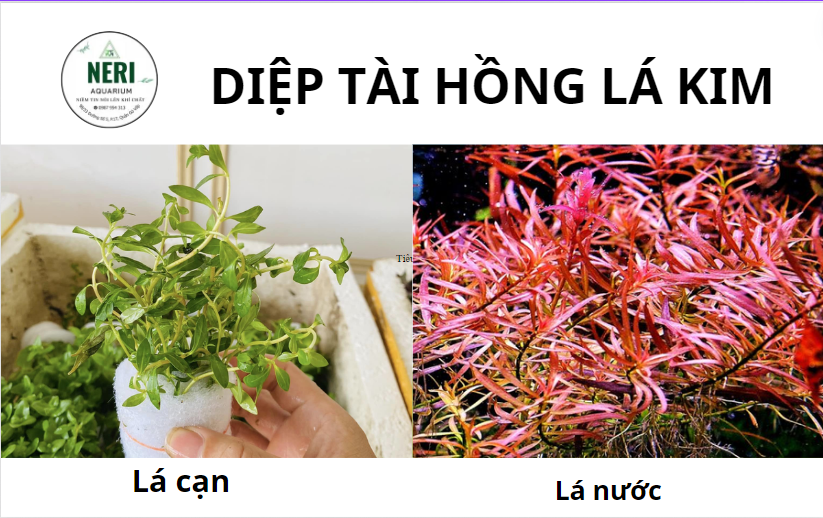 Cây thủy sinh, cây cắt cắm không cần CO2 ( LÁ CẠN )