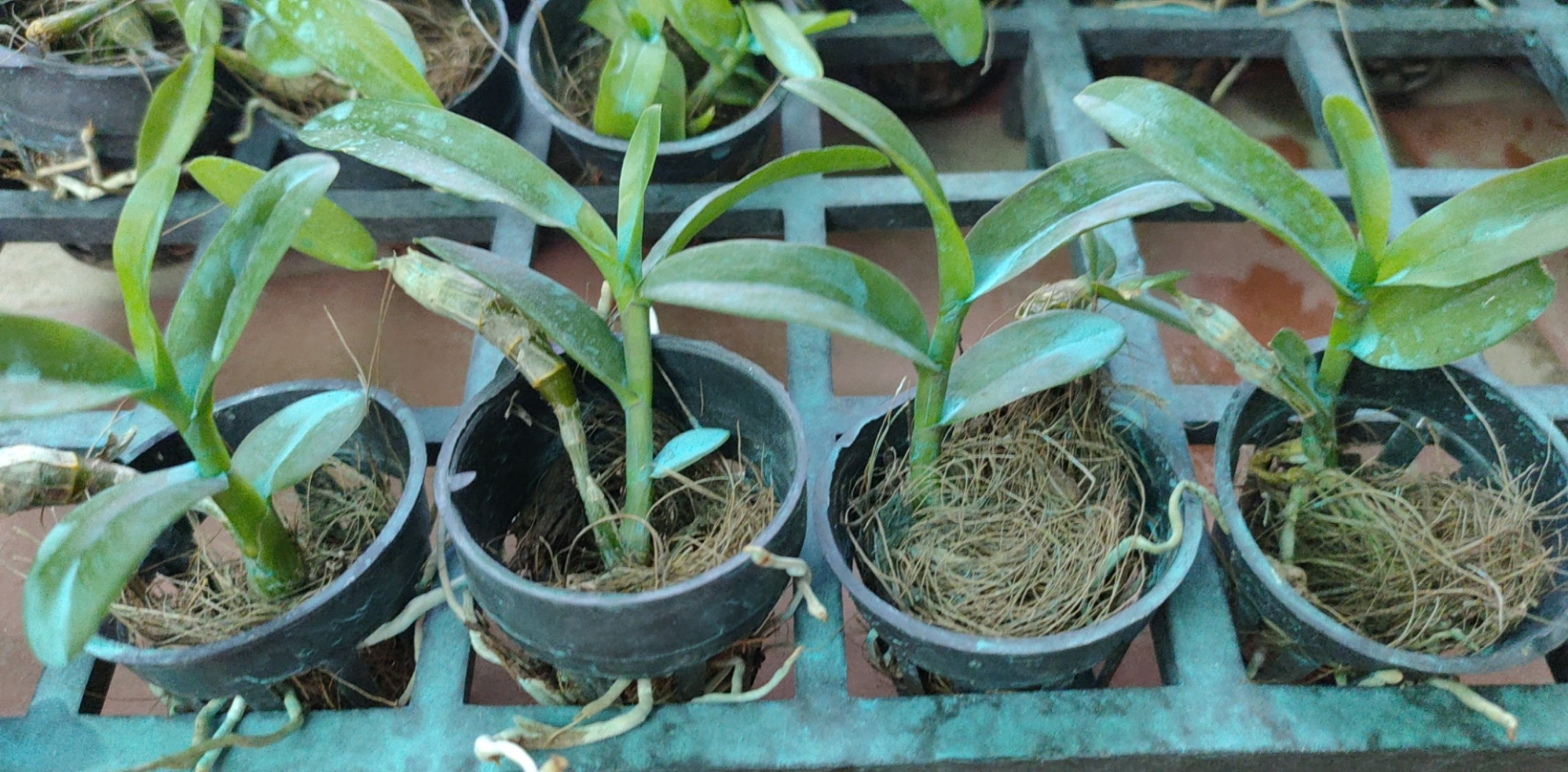 Phi điệp mắt đỏ hàng giống
